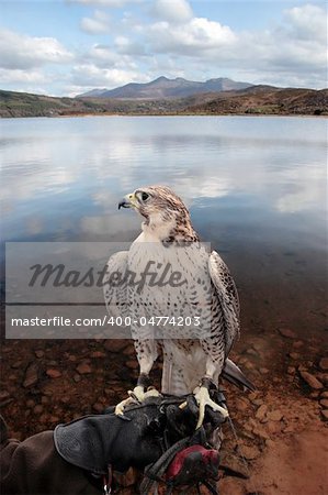 a falcon perched on its trainers hand in a beautiful nature scene with a clipping path