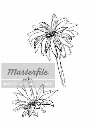 gerbera flower drawing on white background