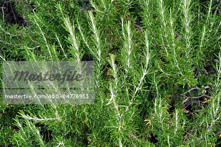 Rosemary Rosmarinus officinalis perennial herb with fragrant evergreen leaves