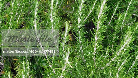 Rosemary Rosmarinus officinalis perennial herb with fragrant evergreen leaves