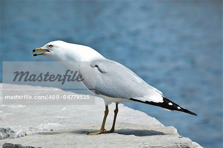 A noisy Ring-billed gull stands screeching on a rock with a blue pond in the background.