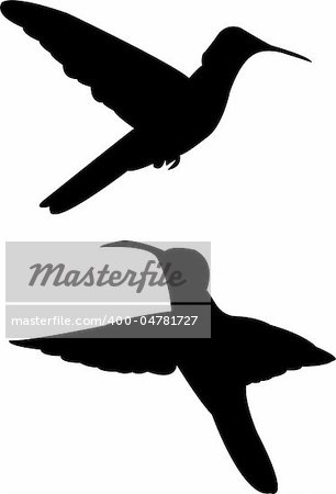 humming bird silhouette - vector