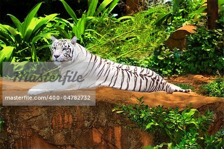 White tiger relaxing outdoor at day time