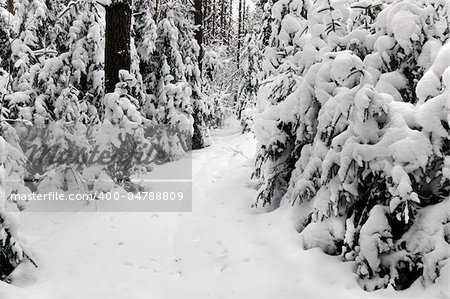 snowy forest pathway Byelorussian landscape view Belarus olimpic center Raubichi