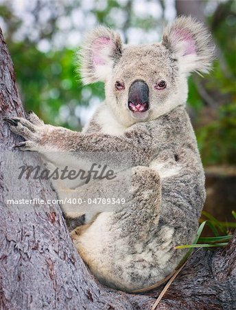 Cute portrait of a wild koala sitting in teh fork of a tree looking at the camera