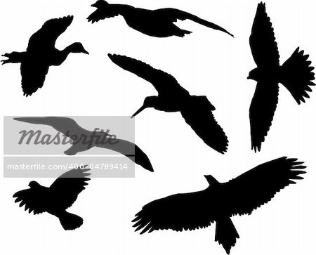 birds silhouettes collection - vector