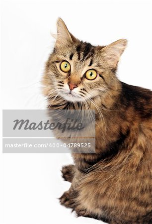 Staring tabby cat on the white background
