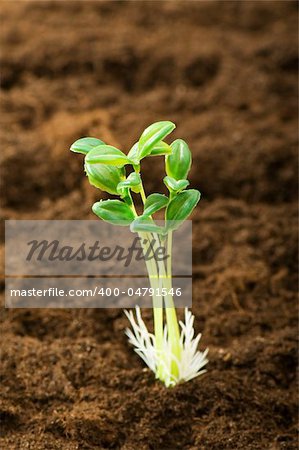 Green seedling illustrating concept of new life