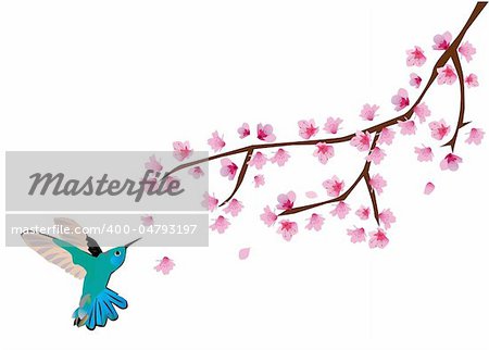 vector illustration of cherry blossom with humming bird