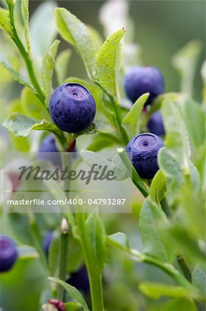 Close-up of the blueberry shrubs - forest product