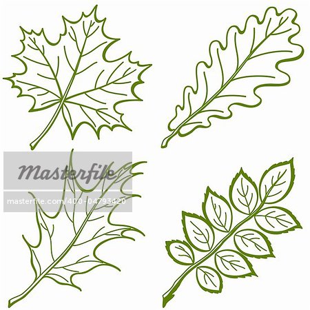 Leaves of plants, nature objects, vector, set pictogram: maple, oak, oak iberian, dogrose