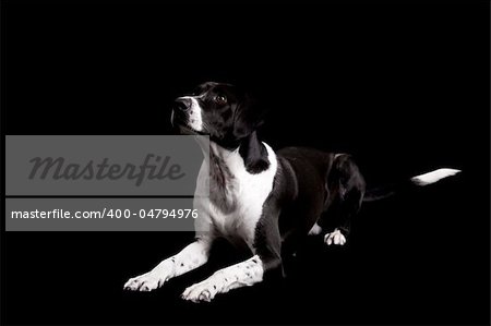 Beautiful dog lying on the floor with and looking upwards, isolated on black