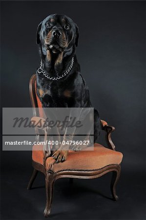 portrait of a purebred rottweiler siiting on an armchair,  in front of black background