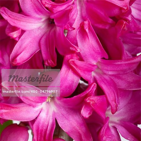 beautiful hyacinth, background texture, flowers