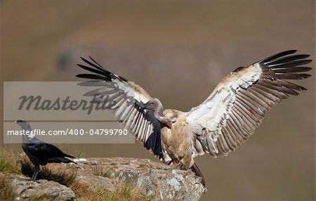 The Cape Griffon or Cape Vulture (Gyps coprotheres) and White-necked Raven (Corvus albicollis) sitting on the mountain in South Africa.