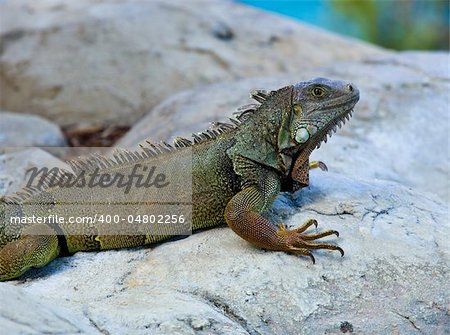 Close up image of the  iguana with scaly neck and mouth