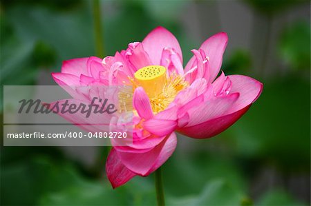 lotus with green leaves