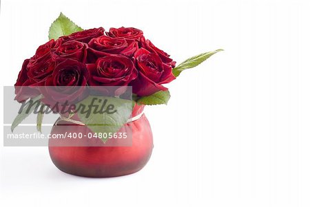 Beautiful roses in the red pot over white background