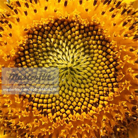 Sunny sunflowers hot summer close-up in Russia