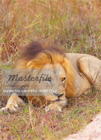 Lion (panthera leo) lying in savannah in South Africa