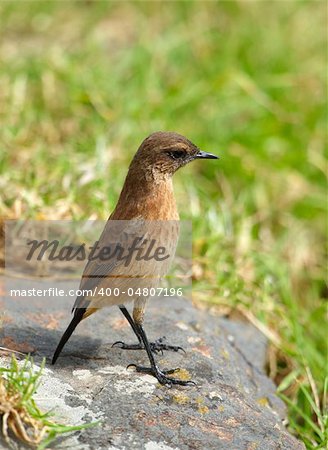 Small brown bird sitting on a rock in nature reserve in South Africa