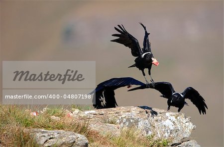 Group of three White-necked Ravens (Corvus albicollis) in flight in South Africa