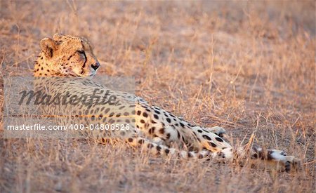 Cheetah (Acinonyx jubatus) lying in savannah in South Africa