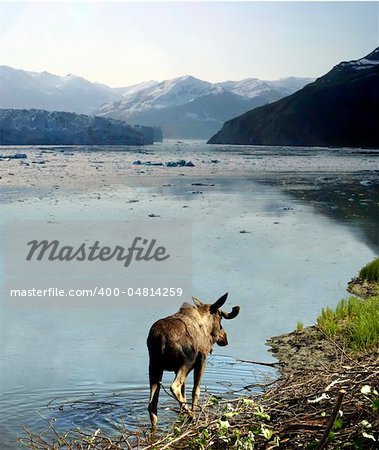 A moose walking along the banks of Alaska and a glacier.