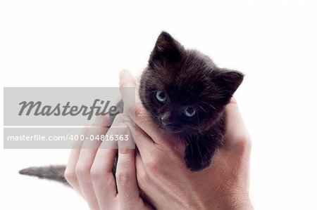 Shot of little cute black kitten isolated on white