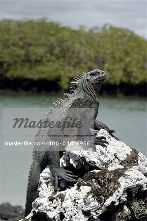 Portraits of the famous galapagos iguana