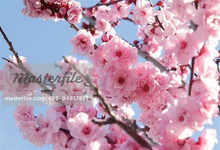 Pink flowers on blooming tree over blue sky