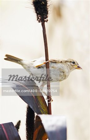 A sparrow eating grass seeds from ear