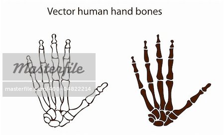 vector human hand bones