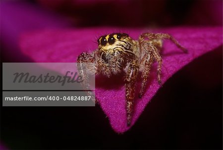 portrait of jumping spider on the petal