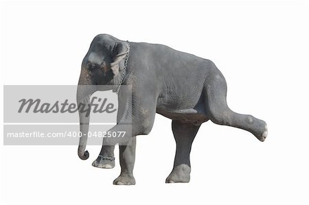 Dancing grey elephant (isolated, against white background)