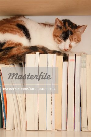 Pet of cat sleep on books in home.