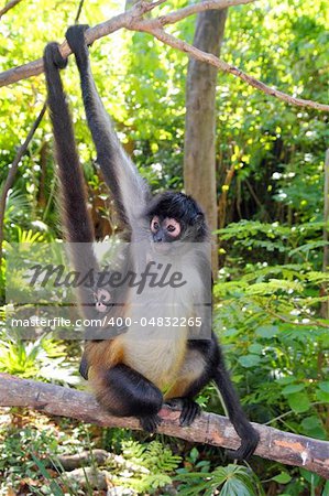 Ateles geoffroyi vellerosus Spider Monkey Central America mother and baby