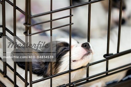 Papillon puppy sleeping in the cage