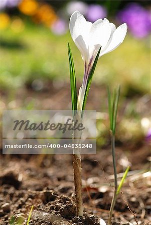 White Crocus flower in the grass with shallow DOF