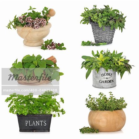 Herb leaf selection in various containers including, thyme, sage, parsley, oregano and lemon balm, isolated over white background.