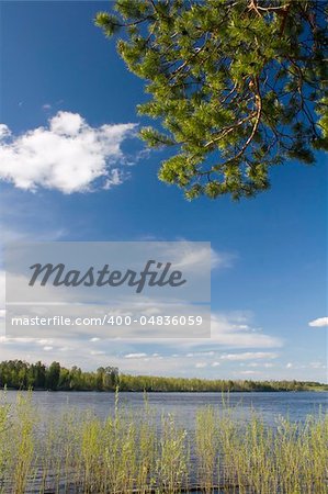 Green cedar above river. Spring landscape