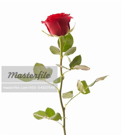 single red rose isolated on white background