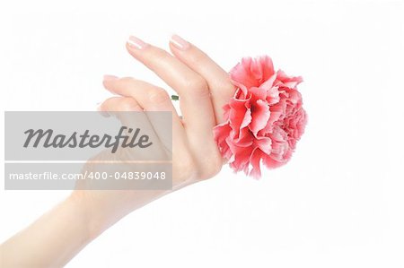 Beautiful hand with perfect french manicure on treated nails holding carnation flower. isolated on white background