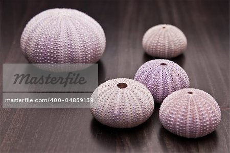 collection of violet and pink shells from Mediterranean sea
