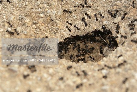 A black ant nest illuminated within.