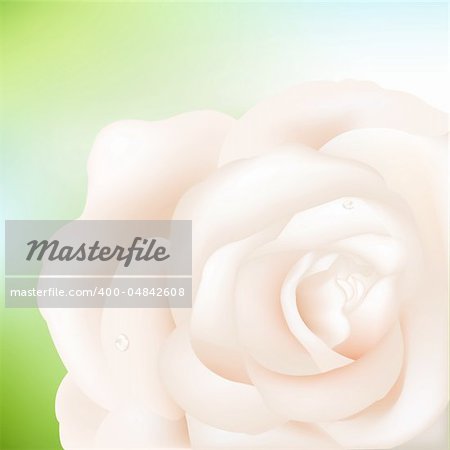 Macro Image Of Cream Rose With Water Droplets, Vector Illustration