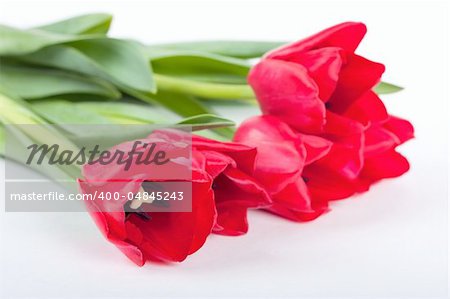 Bunch of fresh red tulips