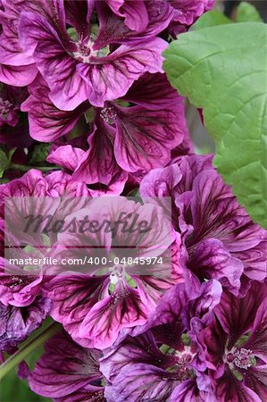 a beautiful bunch of purple flowers in an irish garden