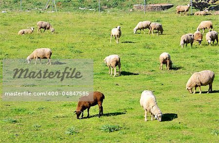 Sheeps in green field, Extremadura region.