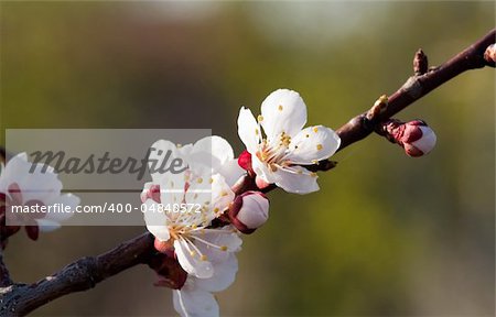 beautiful cherry tree, twig with flowers